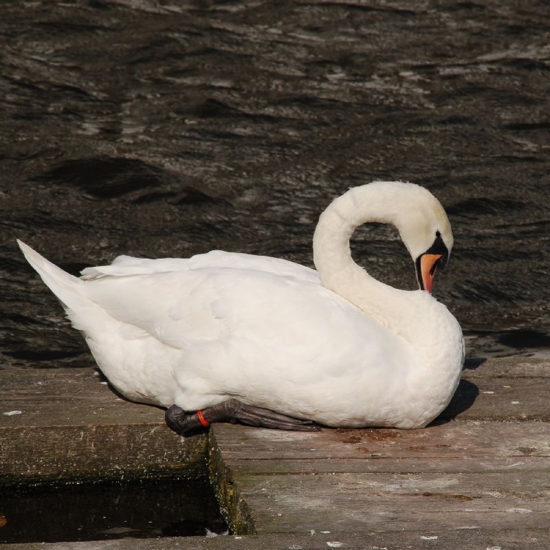 Cygne